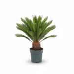 Sagopalm (Cycas revoluta)