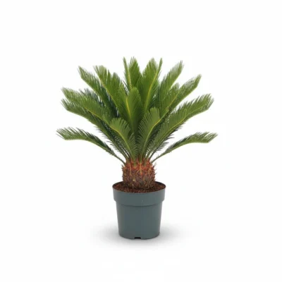 Sagopalm (Cycas revoluta)