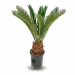 Sagopalm – 8-11 veren