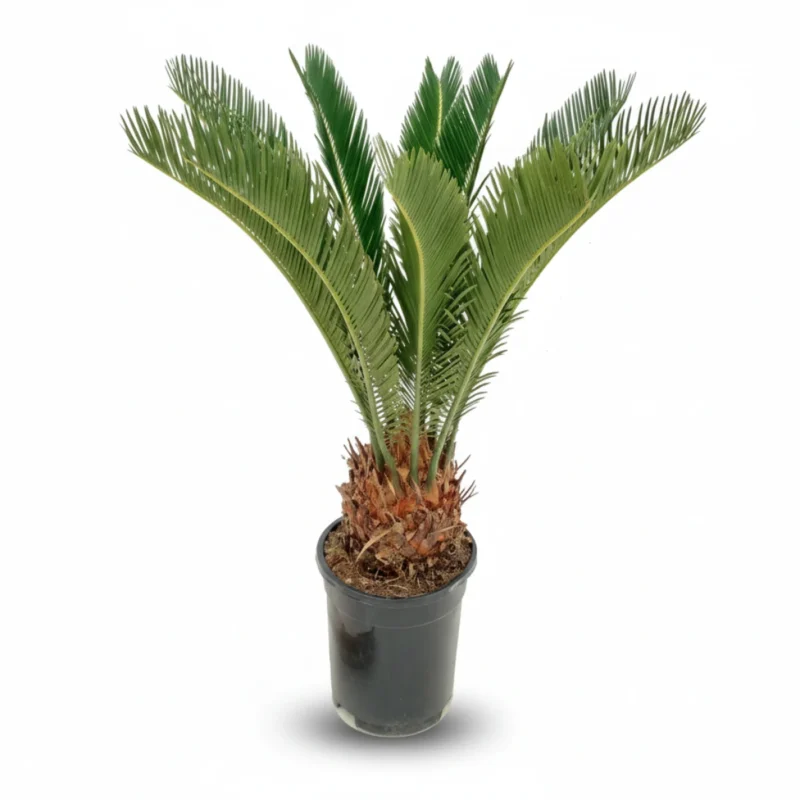 Sagopalm – 8-11 veren kopen bij Plantscount