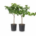 Citroenboom – Carrubaro op stam – potmaat 21 cm