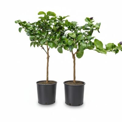 Citroenboom – Carrubaro op stam – potmaat 21 cm