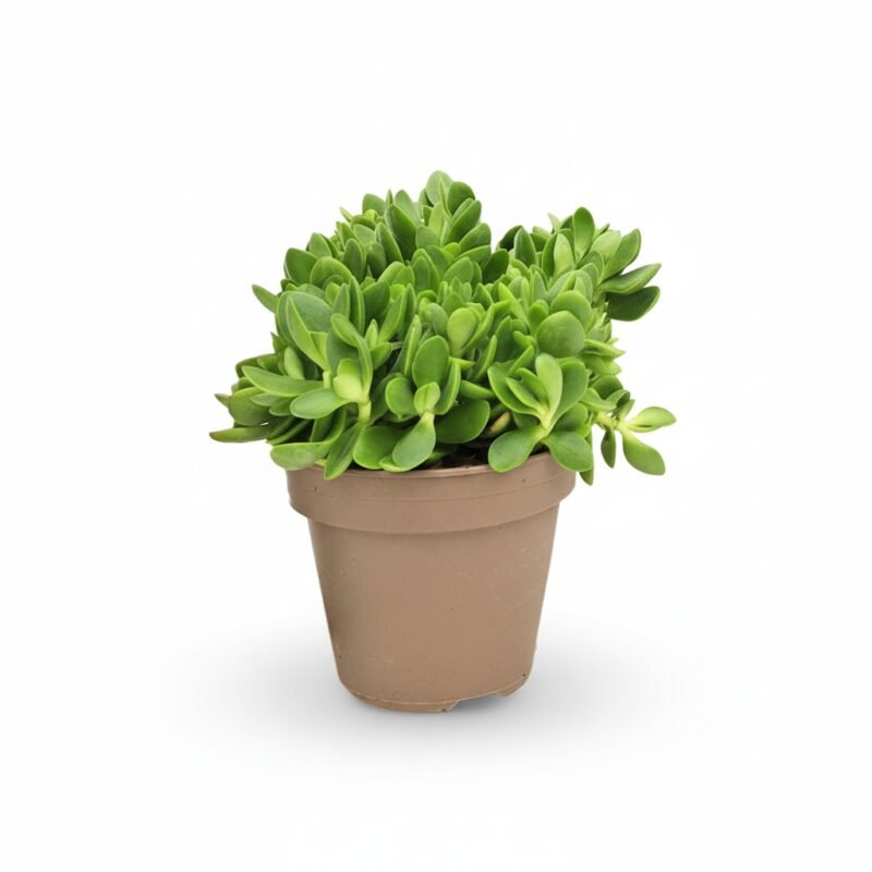 Crassula money maker in kweekpot 14 cm