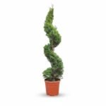 Gouden Cipres – Gold Spiraal