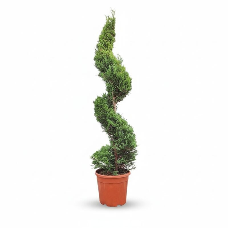 Gouden Cipres – Gold Spiraal kopen bij Plantscount
