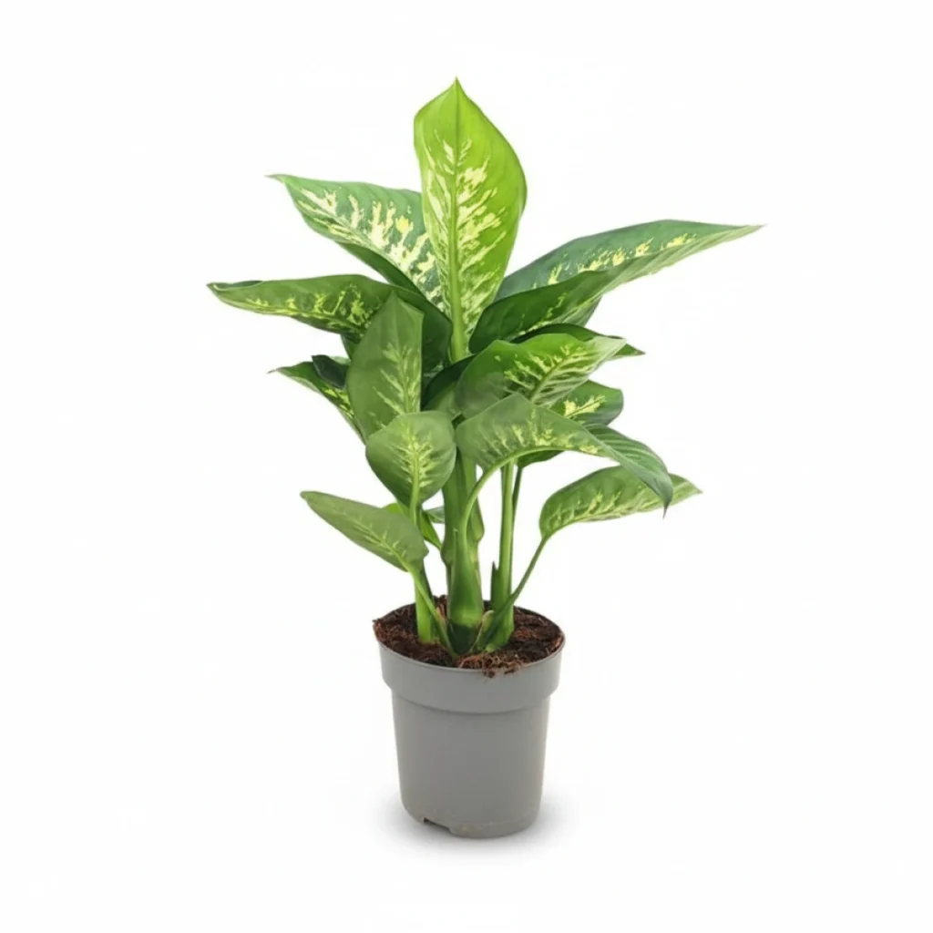 Dieffenbachia kopen bij Plantscount