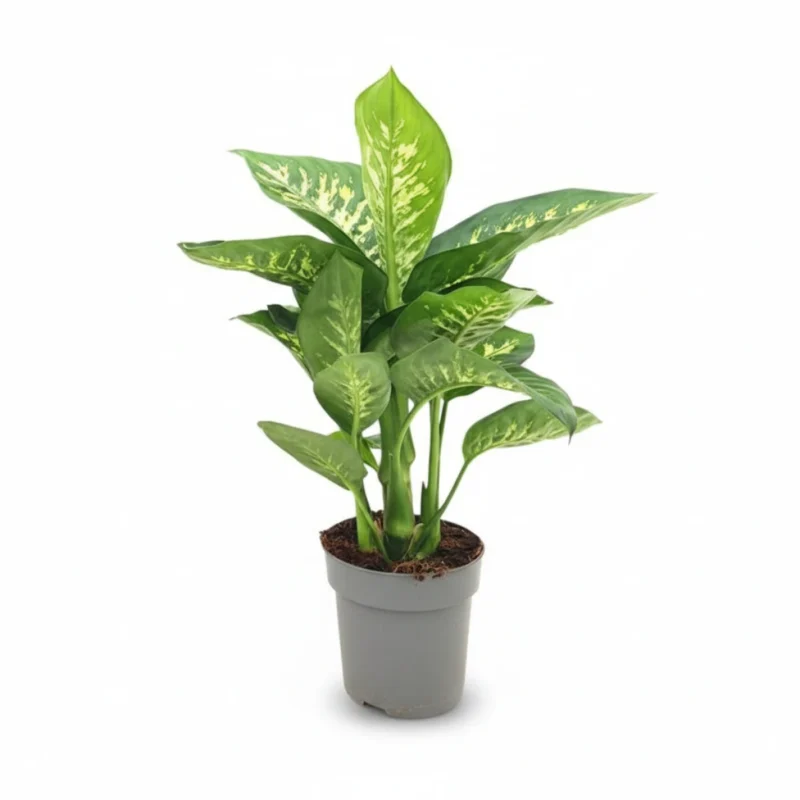 Dieffenbachia ‘Reeva’ 60 kopen bij Plantscount