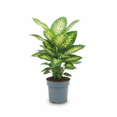 Dieffenbachia ‘Reeva’ 85