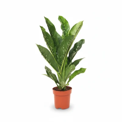 Dieffenbachia ‘Caiman’