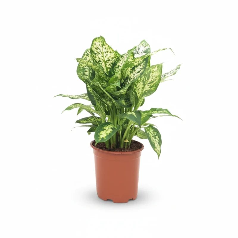 Dieffenbachia ‘Camilla’ kopen bij Plantscount