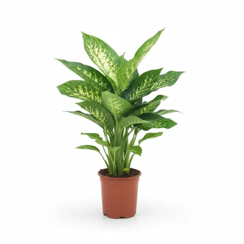 Dieffenbachia ‘Tropic Snow’ kopen bij Plantscount
