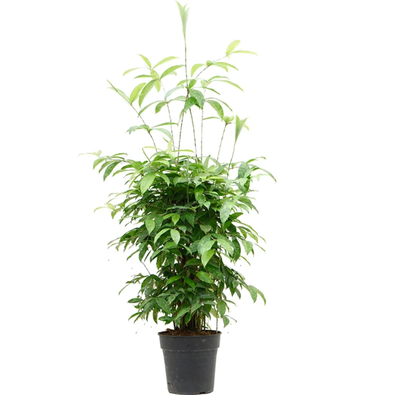 Goud Dracaena – Gouddracaena kopen bij Plantscount