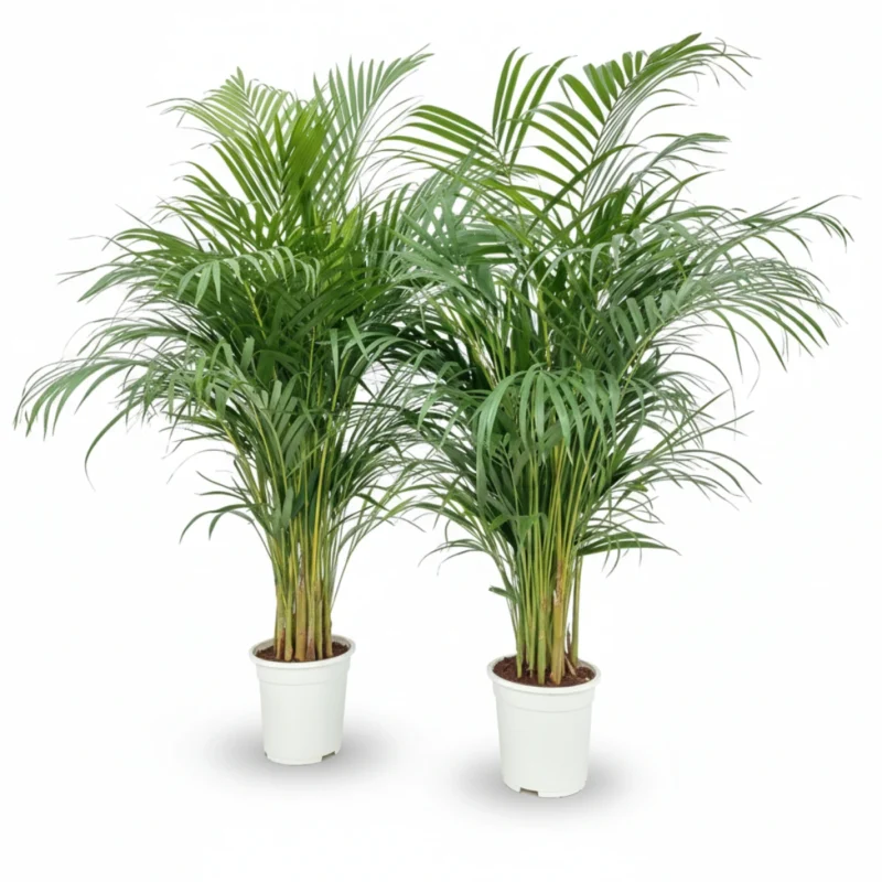 Areca Palm (Dypsis lutescens) kopen bij Plantscount
