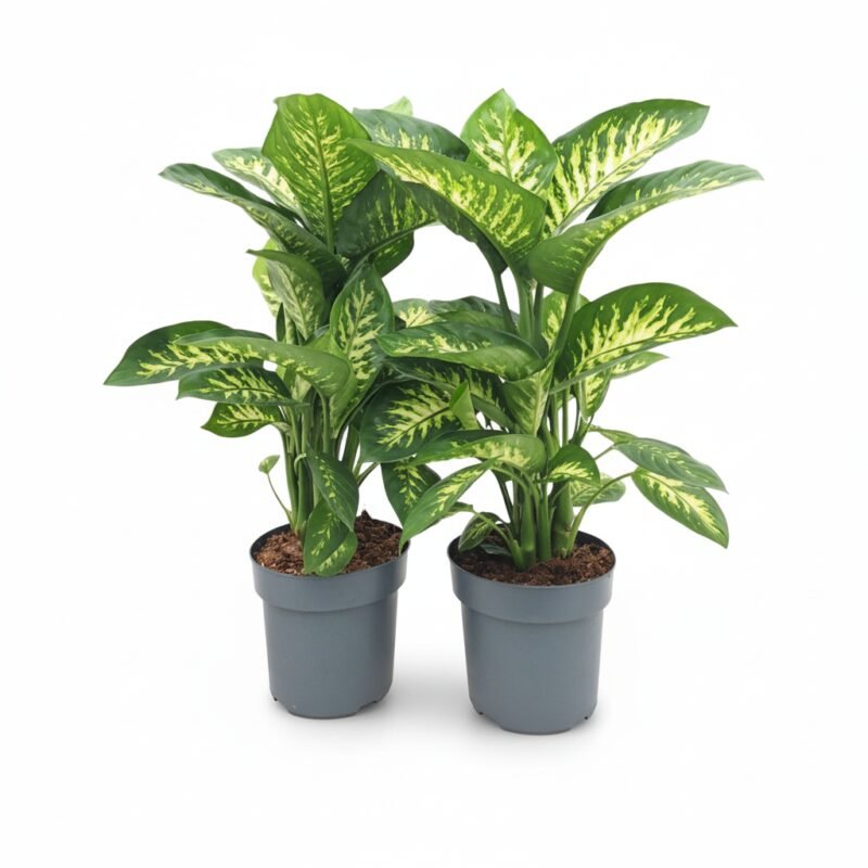 Dieffenbachia – Reeva kopen bij Plantscount