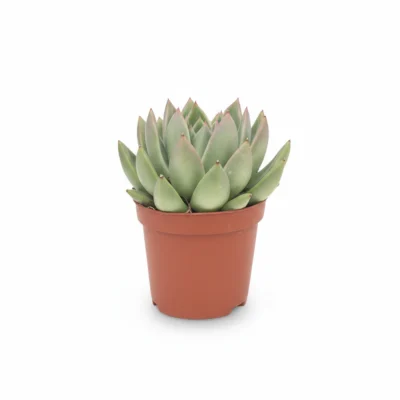 Echeveria – agavoides