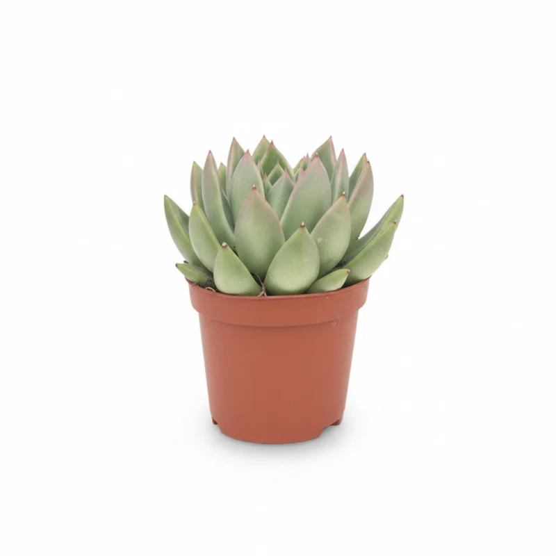 Echeveria – agavoides kopen bij Plantscount