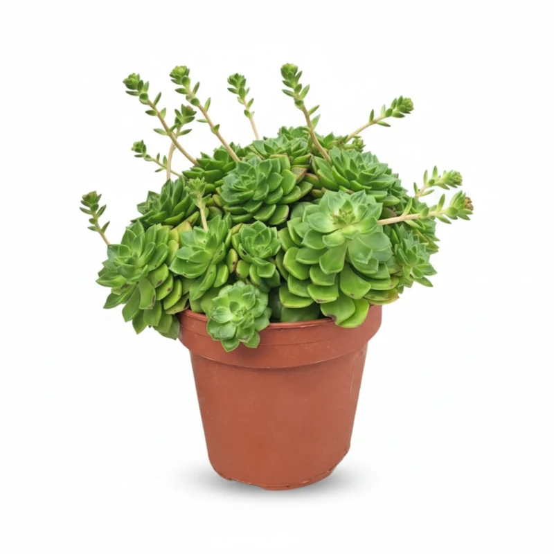 Echeveria – affinis XL kopen bij Plantscount