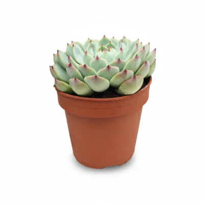Echeveria – chihuahuaensis