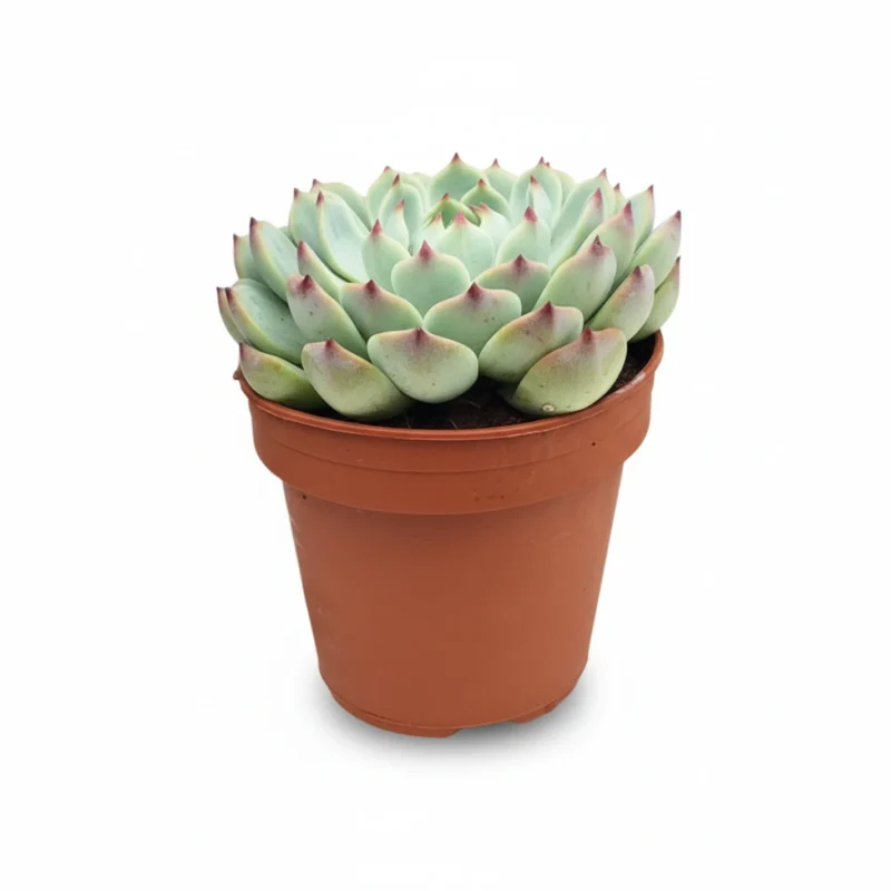 Echeveria – chihuahuaensis kopen bij Plantscount
