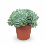 Echeveria – elegans XL