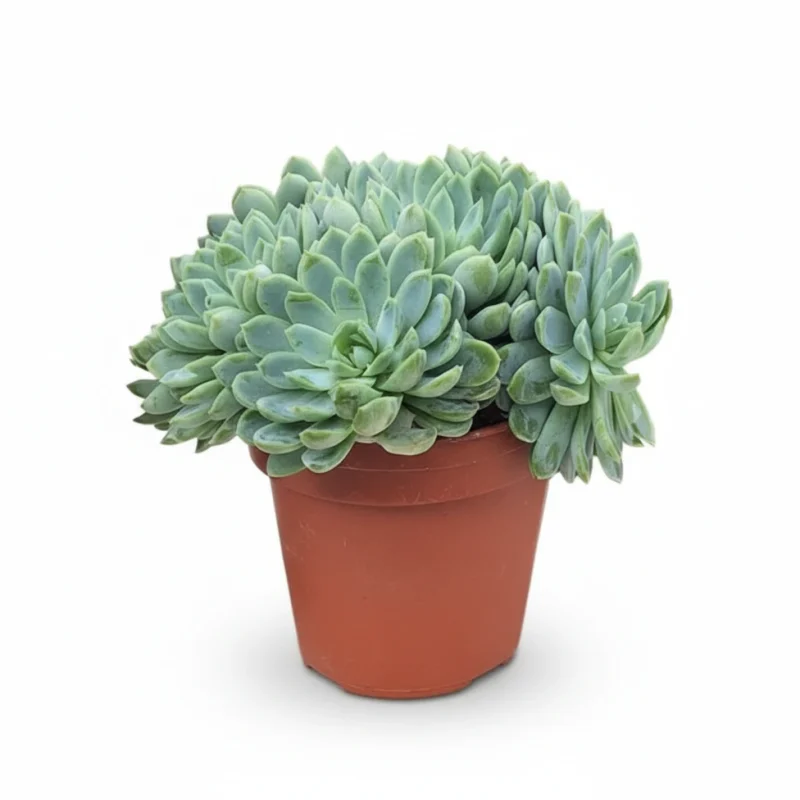 Echeveria – elegans XL kopen bij Plantscount