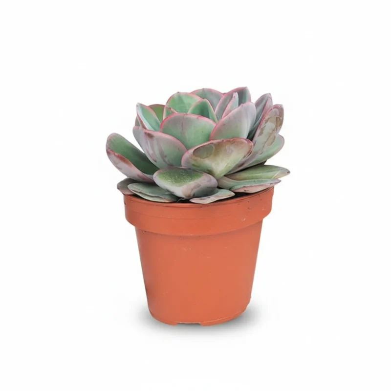 Echeveria – Green Pacific kopen bij Plantscount