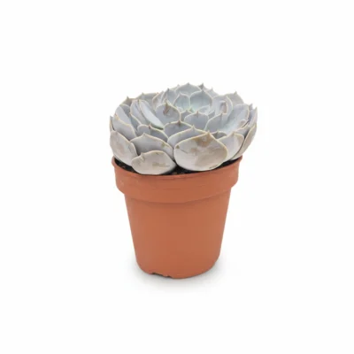 Echeveria – Pollux