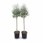 Eucalyptus gunnii Azura op stam