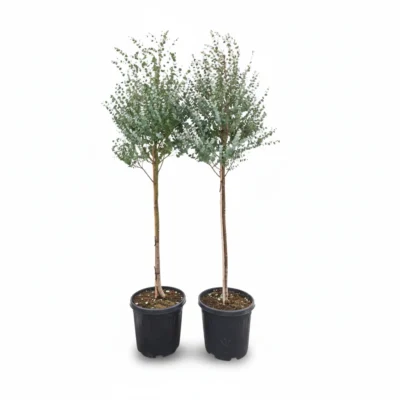 Eucalyptus gunnii Azura op stam