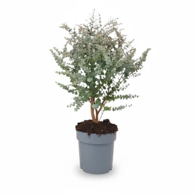 Eucalyptus gunnii Azura struik