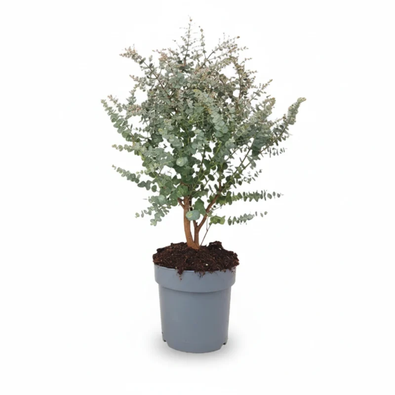 Eucalyptus gunnii Azura struik kopen bij Plantscount