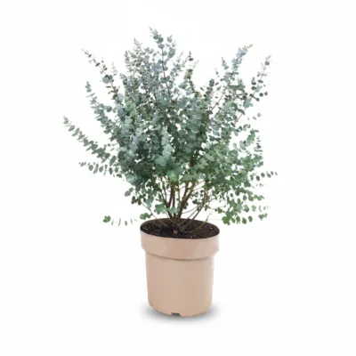 Eucalyptus gunnii Azura struik