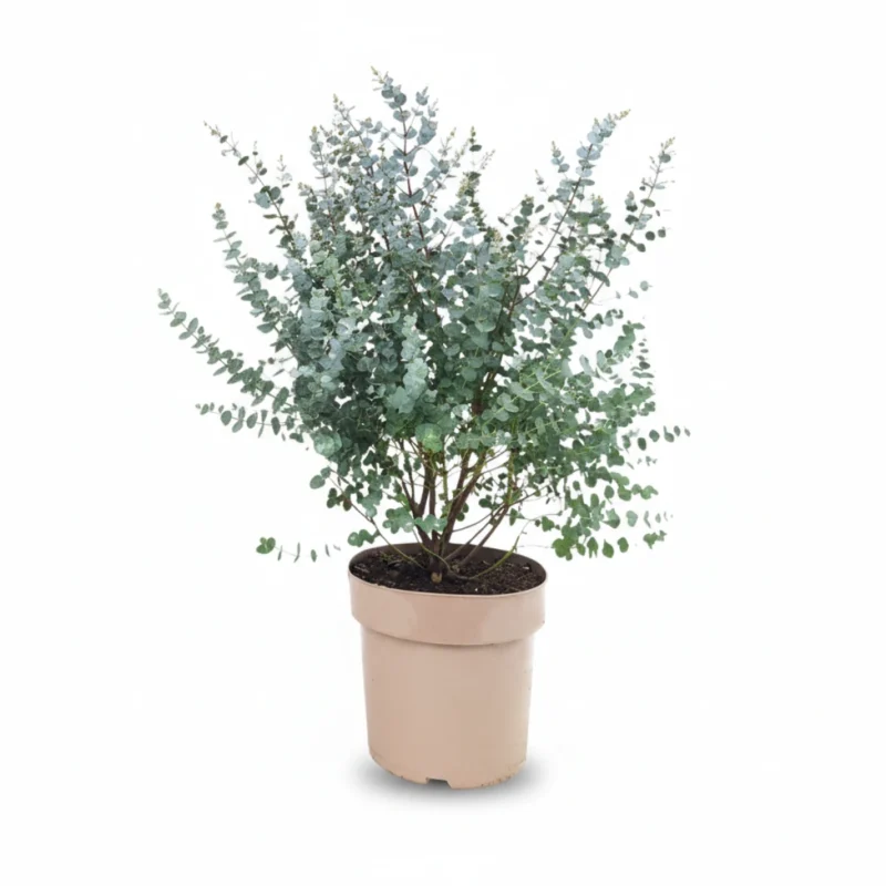 Eucalyptus gunnii Azura struik kopen bij Plantscount
