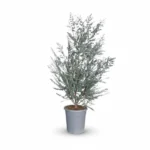 Eucalyptus gunnii Azura struik