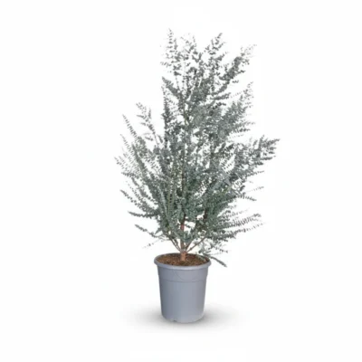 Eucalyptus gunnii Azura struik