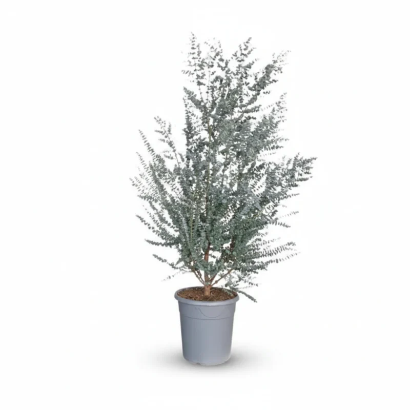 Eucalyptus gunnii Azura struik kopen bij Plantscount