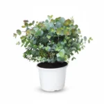 Zilverdollar Eucalyptus β Bush