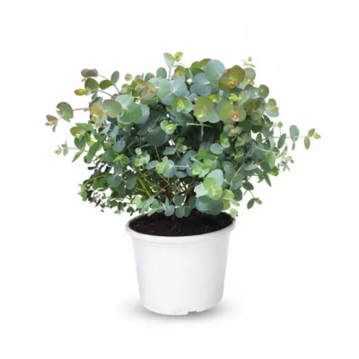 Zilverdollar Eucalyptus – Bush kopen bij Plantscount