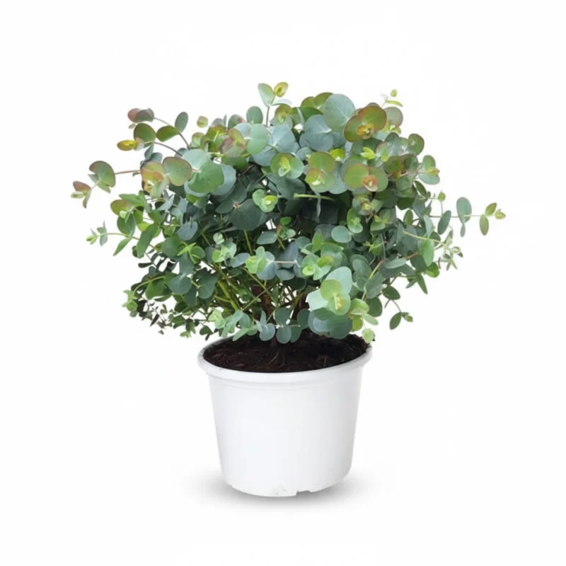 Zilverdollar Eucalyptus β Bush kopen bij Plantscount