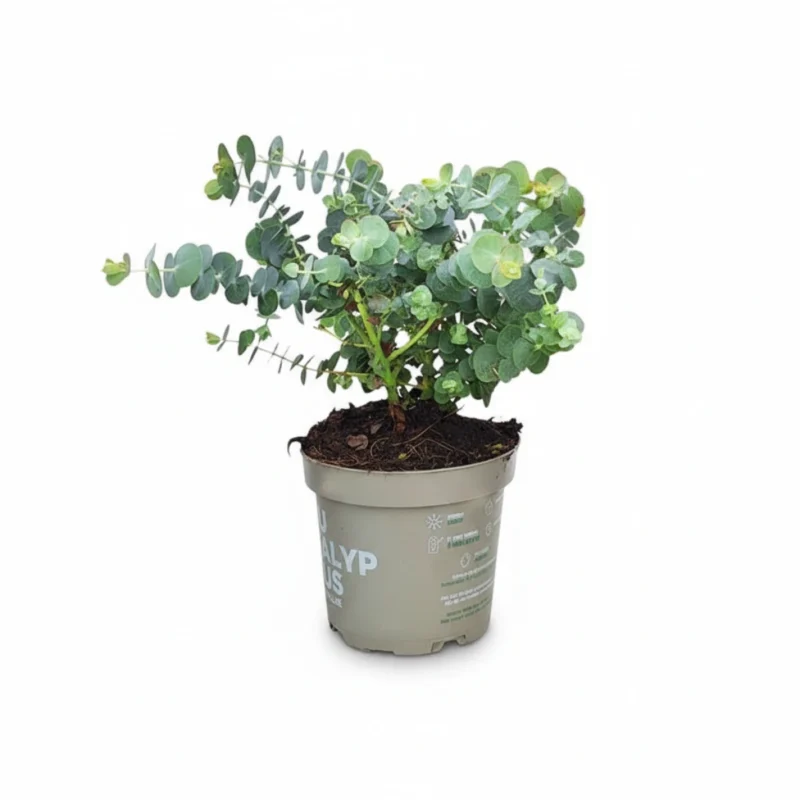 Eucalyptus pulver.struik Babe Blue kopen bij Plantscount