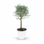 Eucalyptus gunnii op stam