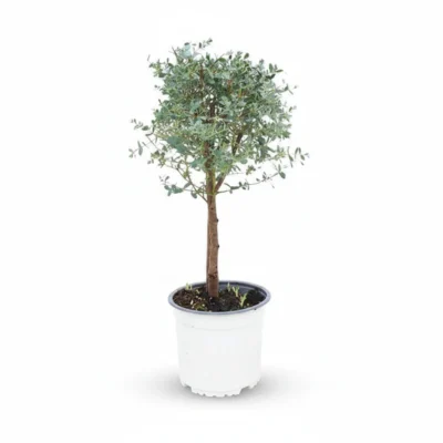 Eucalyptus gunnii op stam