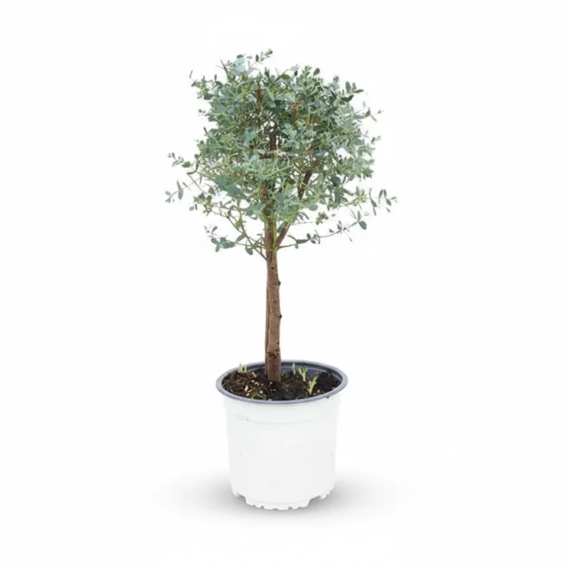 Eucalyptus gunnii op stam kopen bij Plantscount