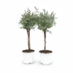 Eucalyptus gunnii op stam