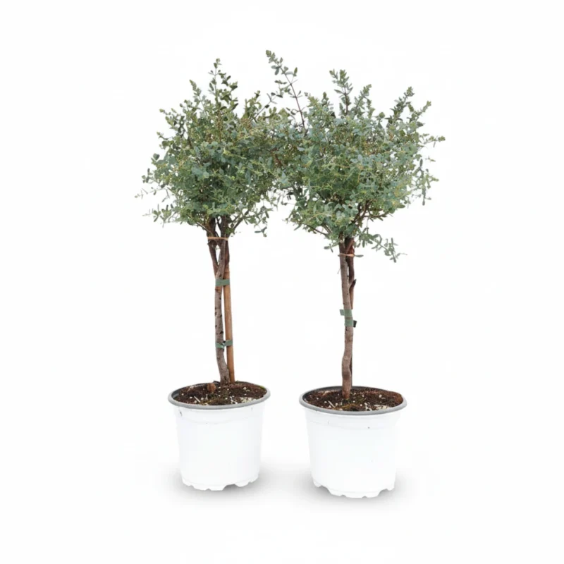 Eucalyptus gunnii op stam kopen bij Plantscount