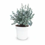 Eucalyptus gunnii struik