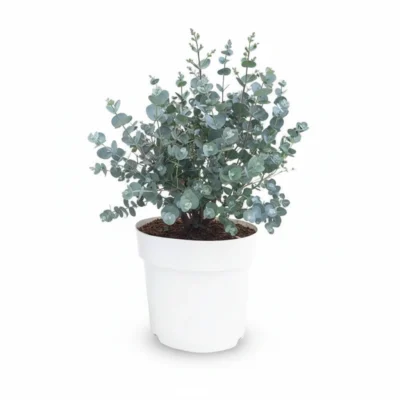 Eucalyptus gunnii struik