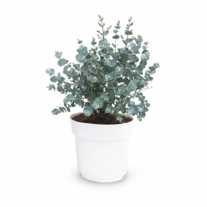 Eucalyptus gunnii struik kopen bij Plantscount