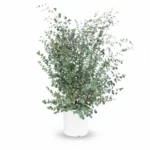 Eucalyptus gunnii struik