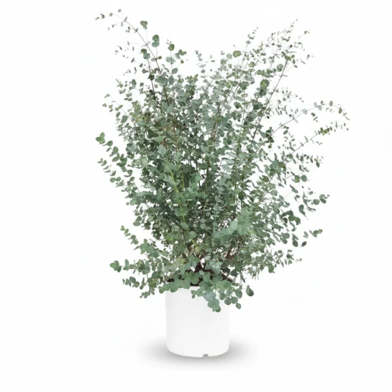 Eucalyptus gunnii struik kopen bij Plantscount